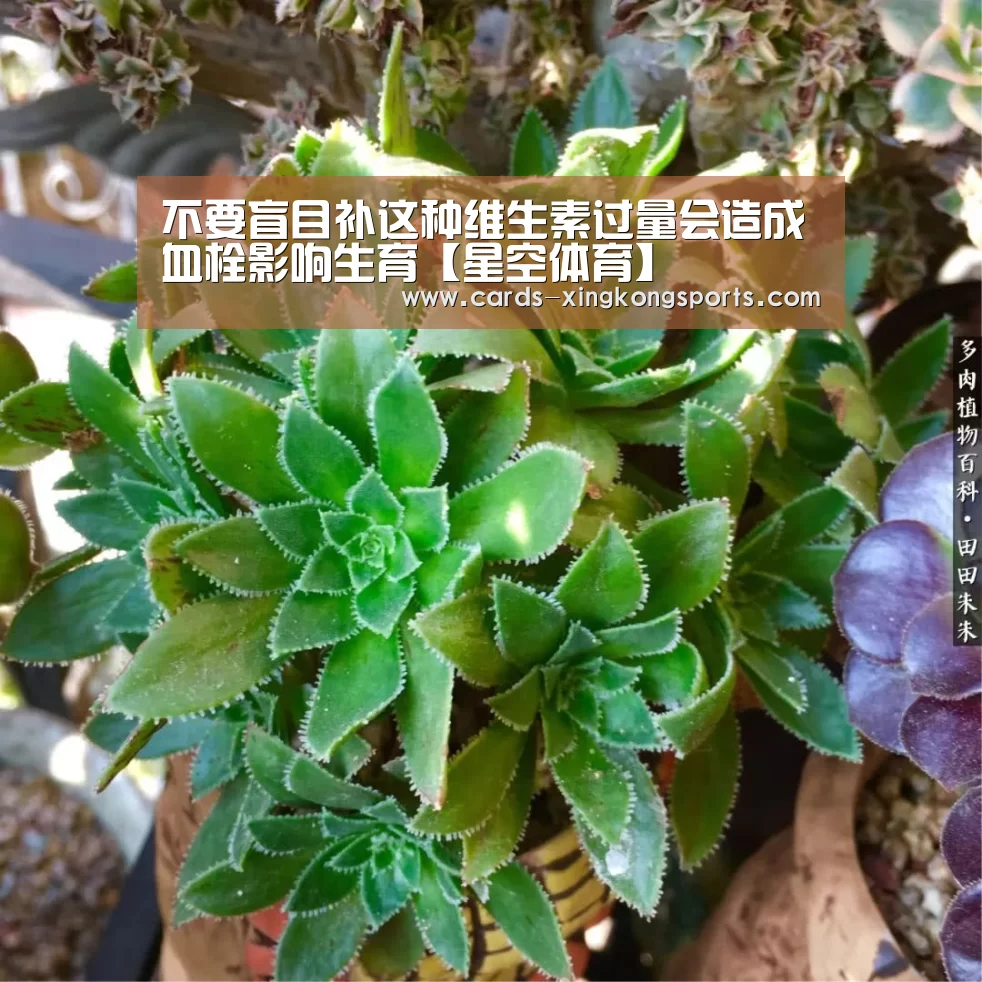 星空体育