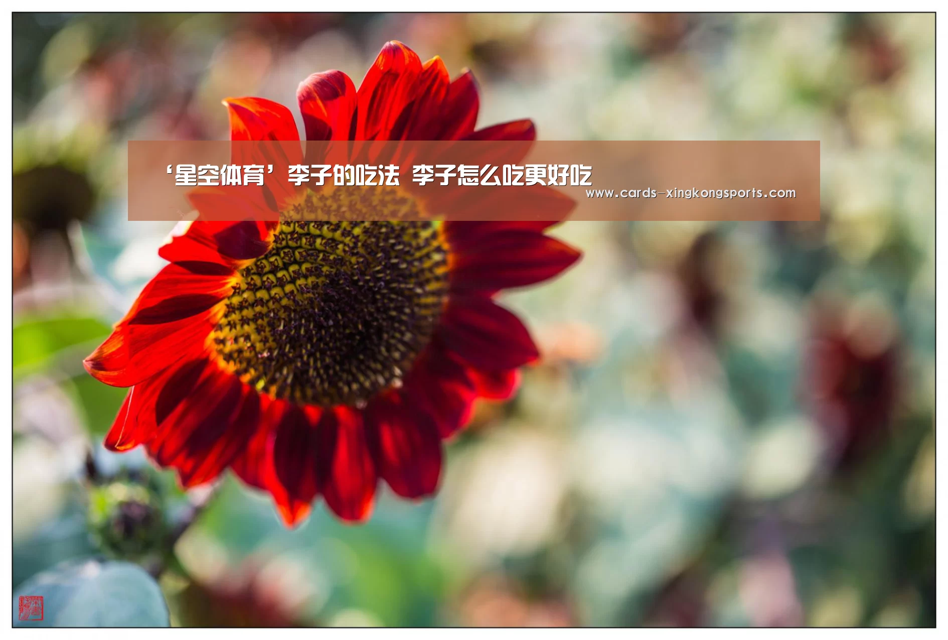 ‘星空体育’李子的吃法 李子怎么吃更好吃(图1)